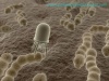 Bacteria distroing